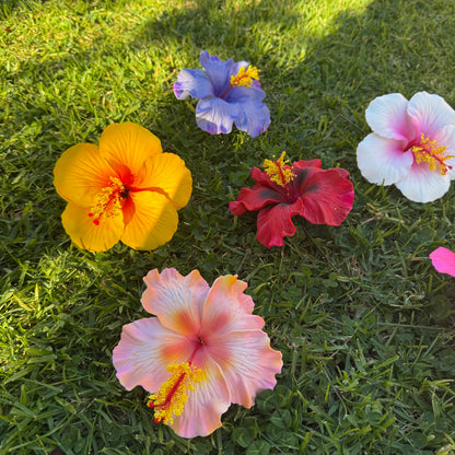Solana Assorted XL Hibiscus Gift Box (10x)