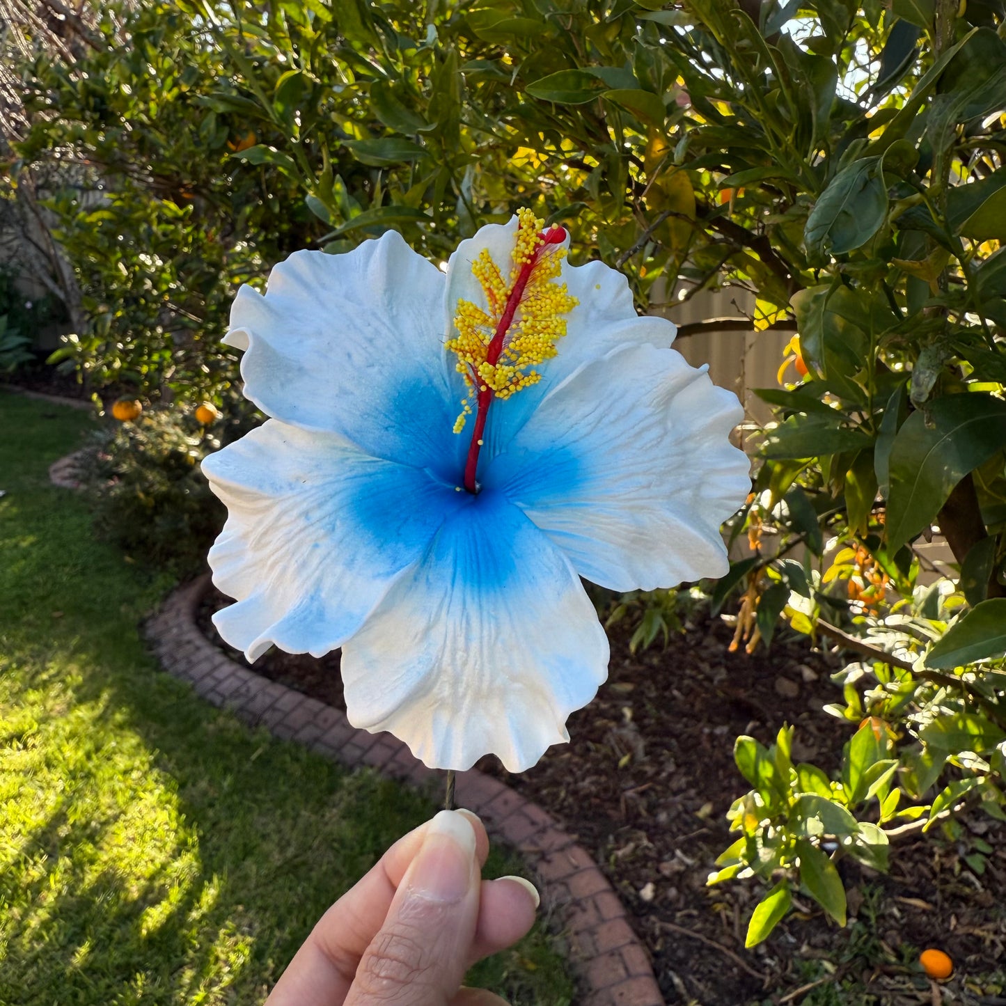 Lupeni XL Gradient Hibiscus Flowers 10cm