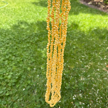 Ula Sisi Shell Necklace 40cm Length