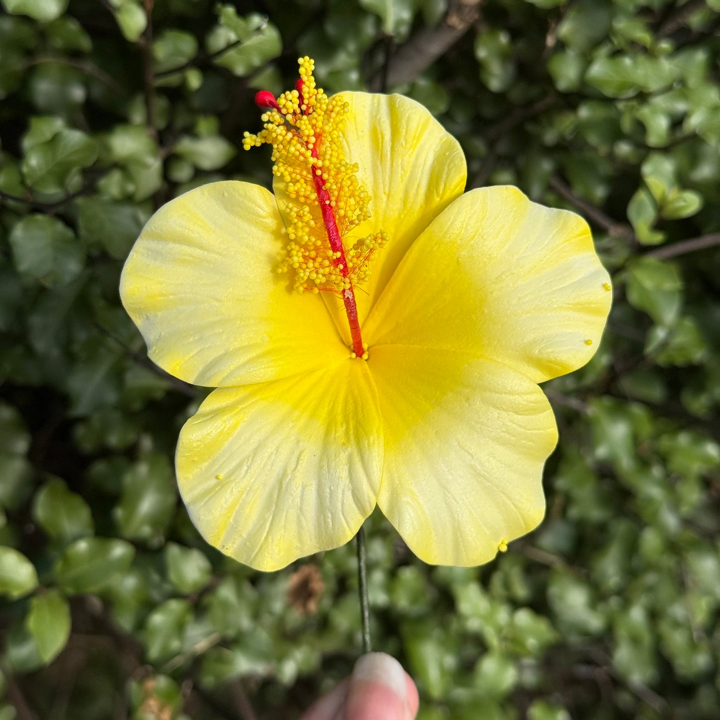 Leleana Mini Hibiscus Sei Flowers 8cm Aute Pacifika Pua