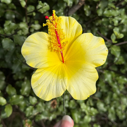 Leleana Mini Hibiscus Sei Flowers 8cm Aute Pacifika Pua