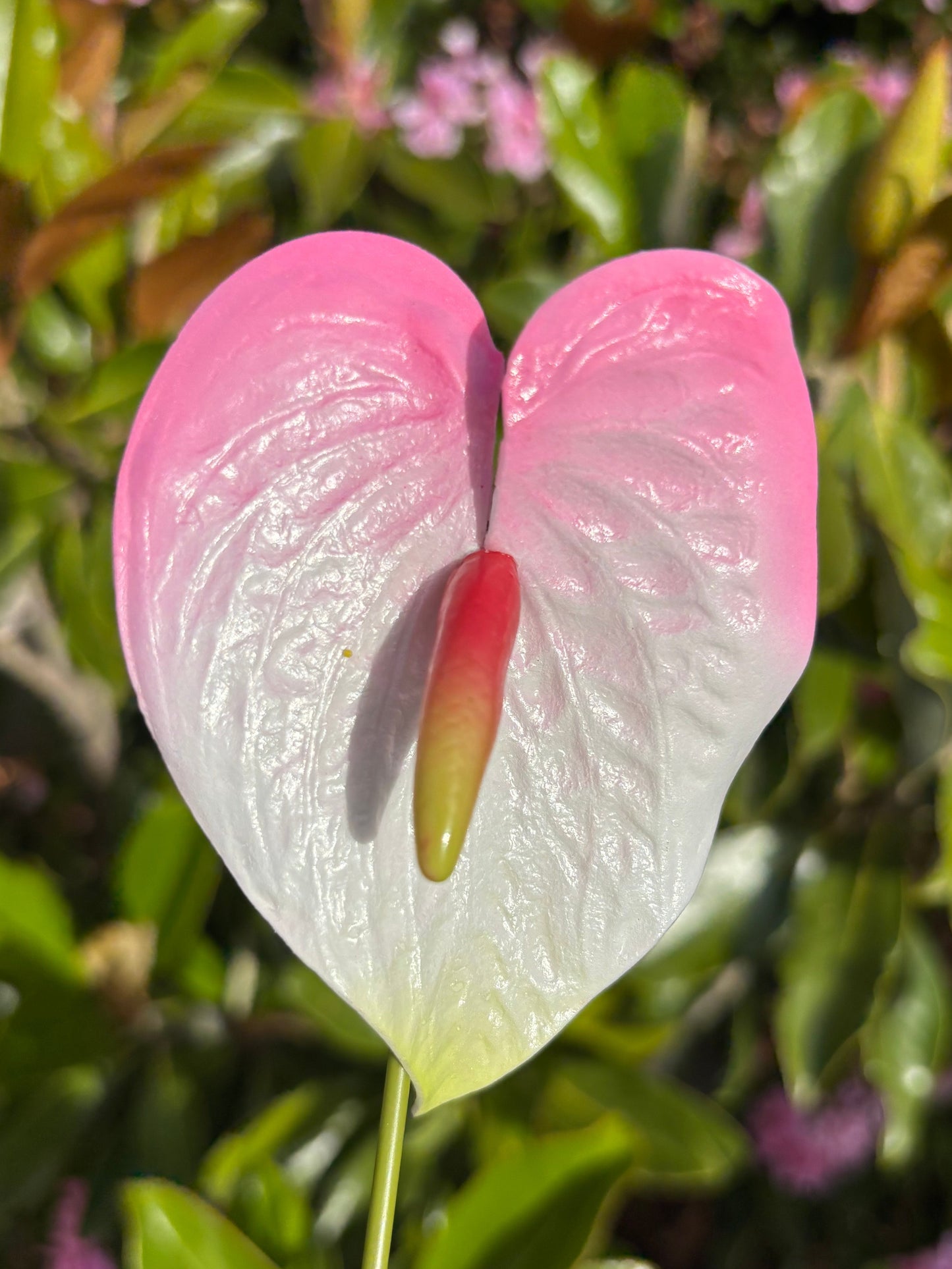 Anthurium Tropical Sei Hair Flowers Pua Pacific Islands Size M