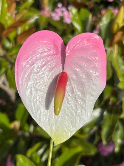 Anthurium Tropical Sei Hair Flowers Pua Pacific Islands Size M