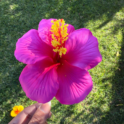 Kaia XL Gradient Hibiscus Flowers 11cm