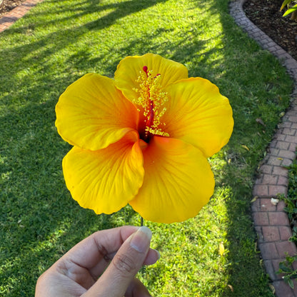 Kaia XL Gradient Hibiscus Flowers 11cm