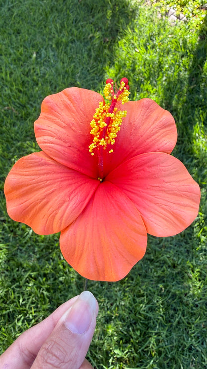 Leleana Mini Hibiscus Sei Flowers 8cm Aute Pacifika Pua