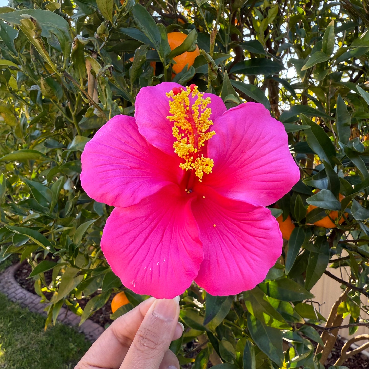 Kaia XL Gradient Hibiscus Flowers 11cm