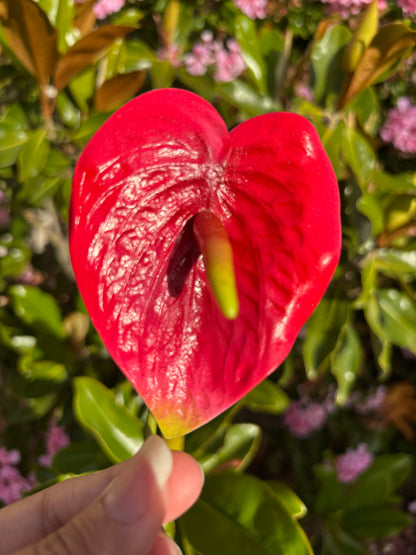 Anthurium Tropical Sei Hair Flowers Pua Pacific Islands Size M