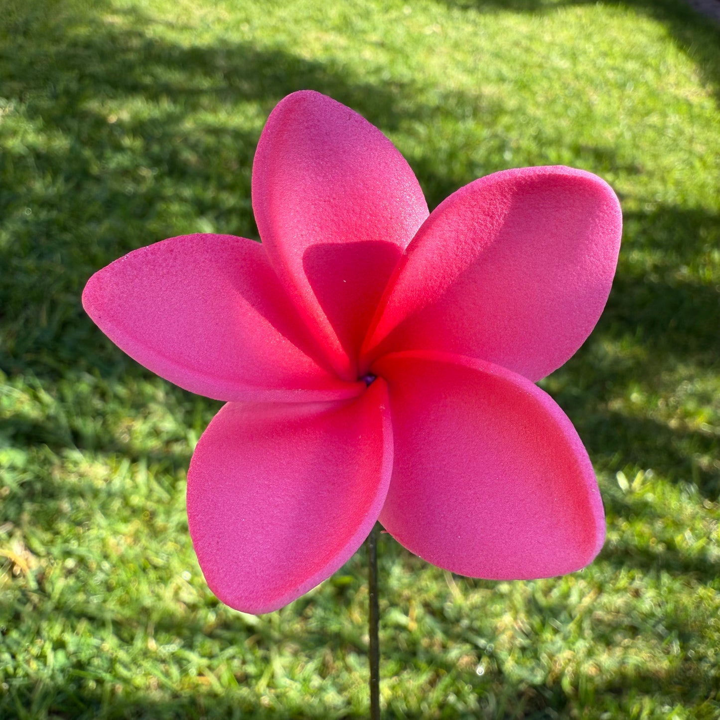 Maile XS Frangipani Sei Flowers 5cm