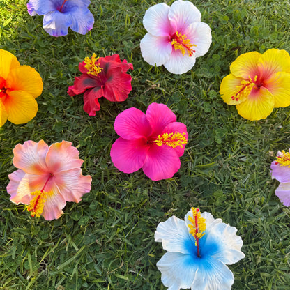 Solana Assorted XL Hibiscus Gift Box (10x)