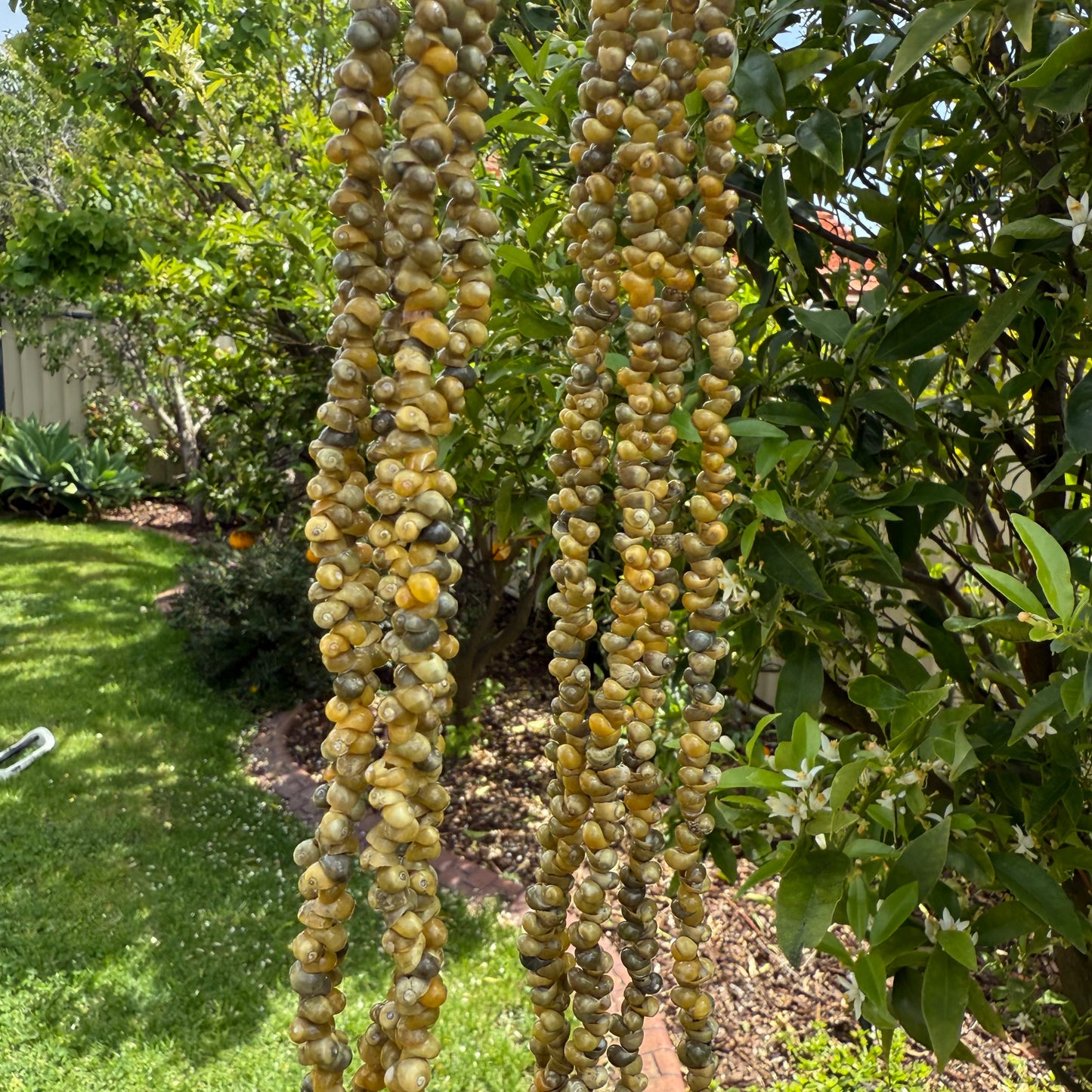 Ula Sisi Shell Necklace 40cm Length