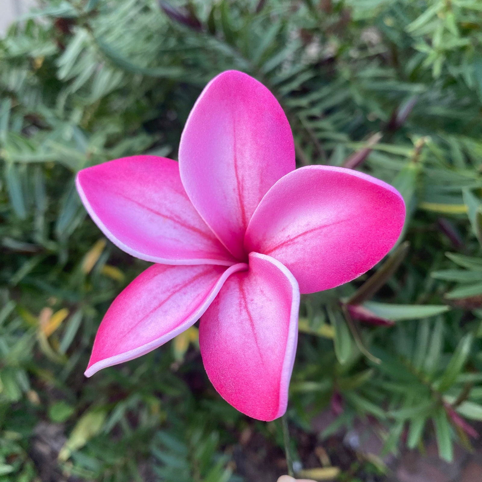 Alora Assorted Frangipani Box (12x) Sei Hair Flowers #product_variant# - Island Aesthetica