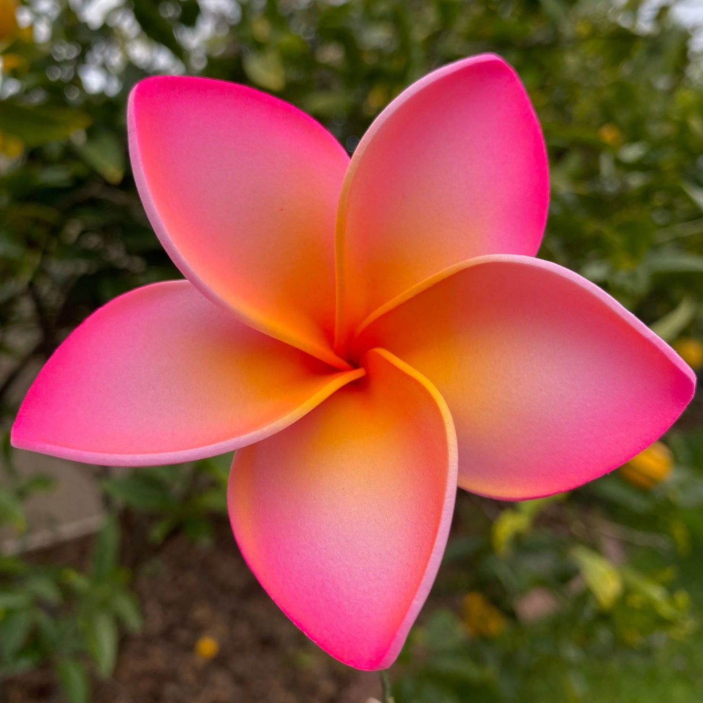 Amaia Large Frangipani Sei Faux Hair Flowers Pacific Islander Womens Accessories 9cm Tekiteki - Island Aesthetica