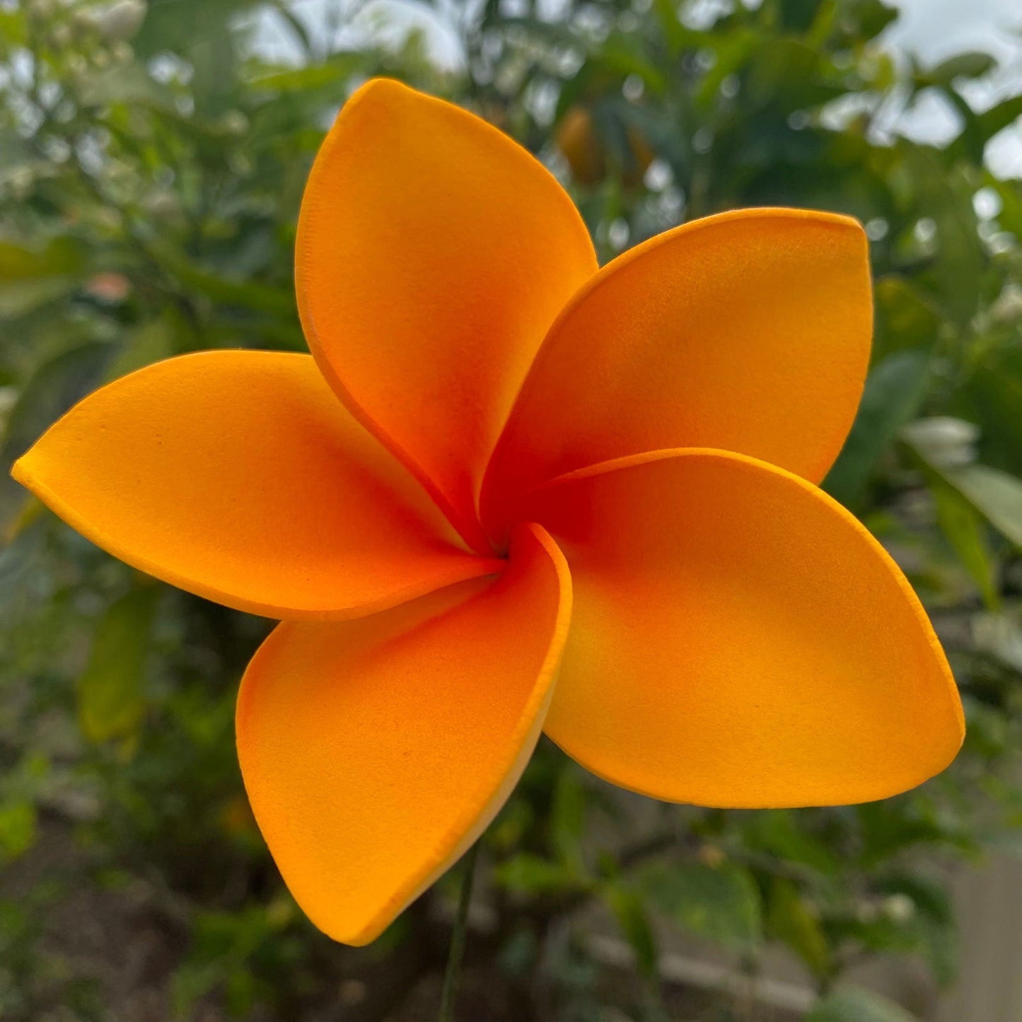 Amaia Large Frangipani Sei Faux Hair Flowers Pacific Islander Womens Accessories 9cm Tekiteki - Island Aesthetica