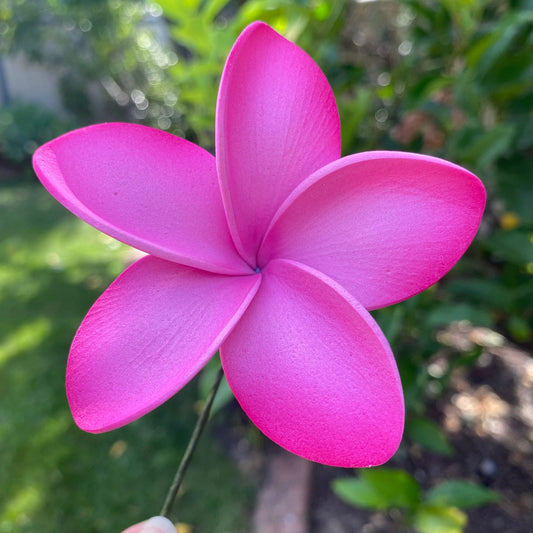 Analei Gradient Frangipani Sei Foam Flowers 7.5cm Pacific Islands Accessories Size Medium - Island Aesthetica