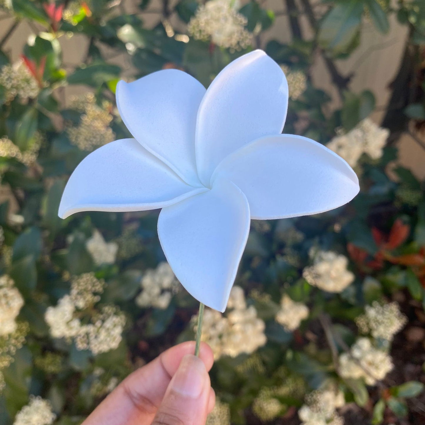 Ane Assorted Frangipani (10x) Sei Gift Box Tekiteki #product_variant# - Island Aesthetica