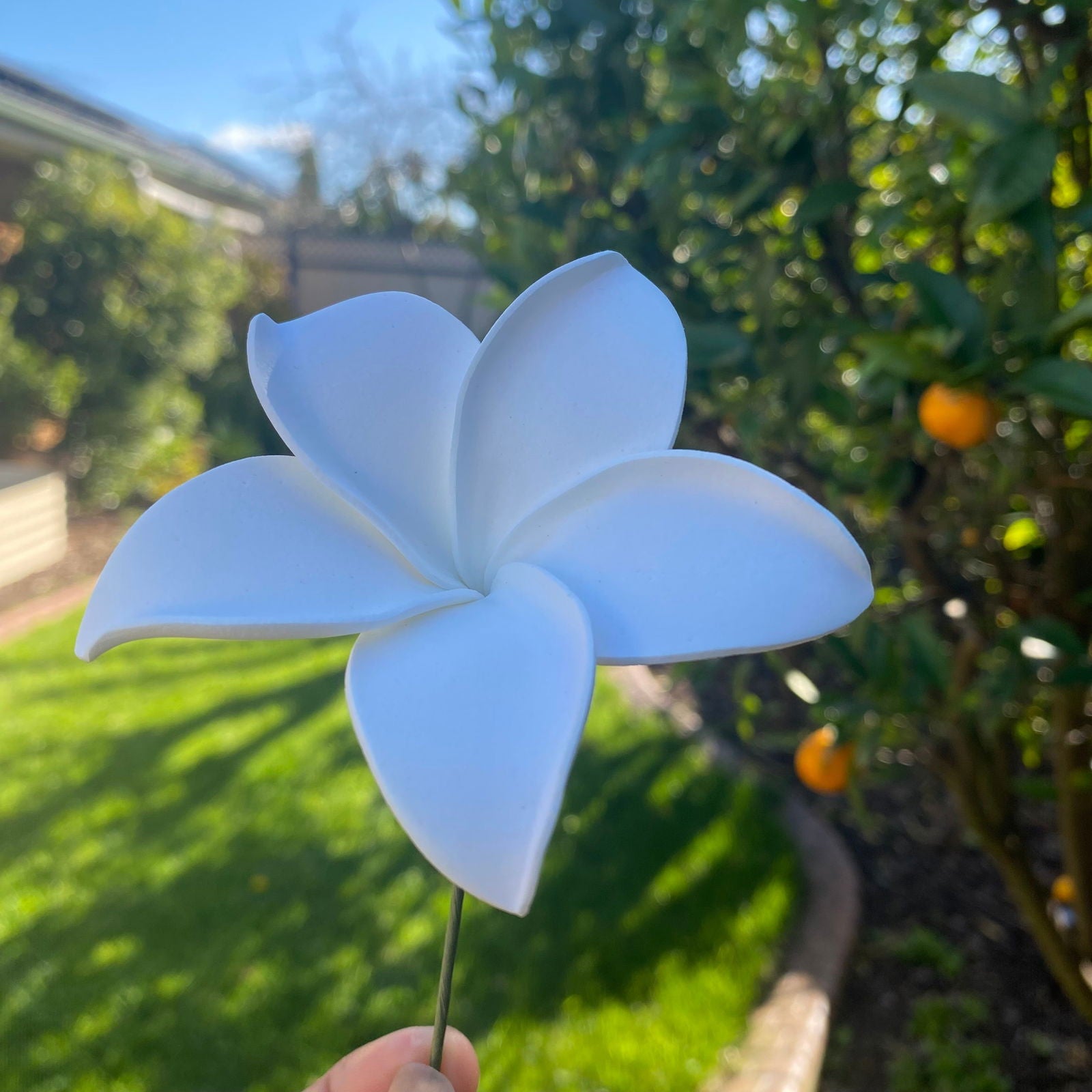 Ane Assorted Frangipani (10x) Sei Gift Box Tekiteki #product_variant# - Island Aesthetica