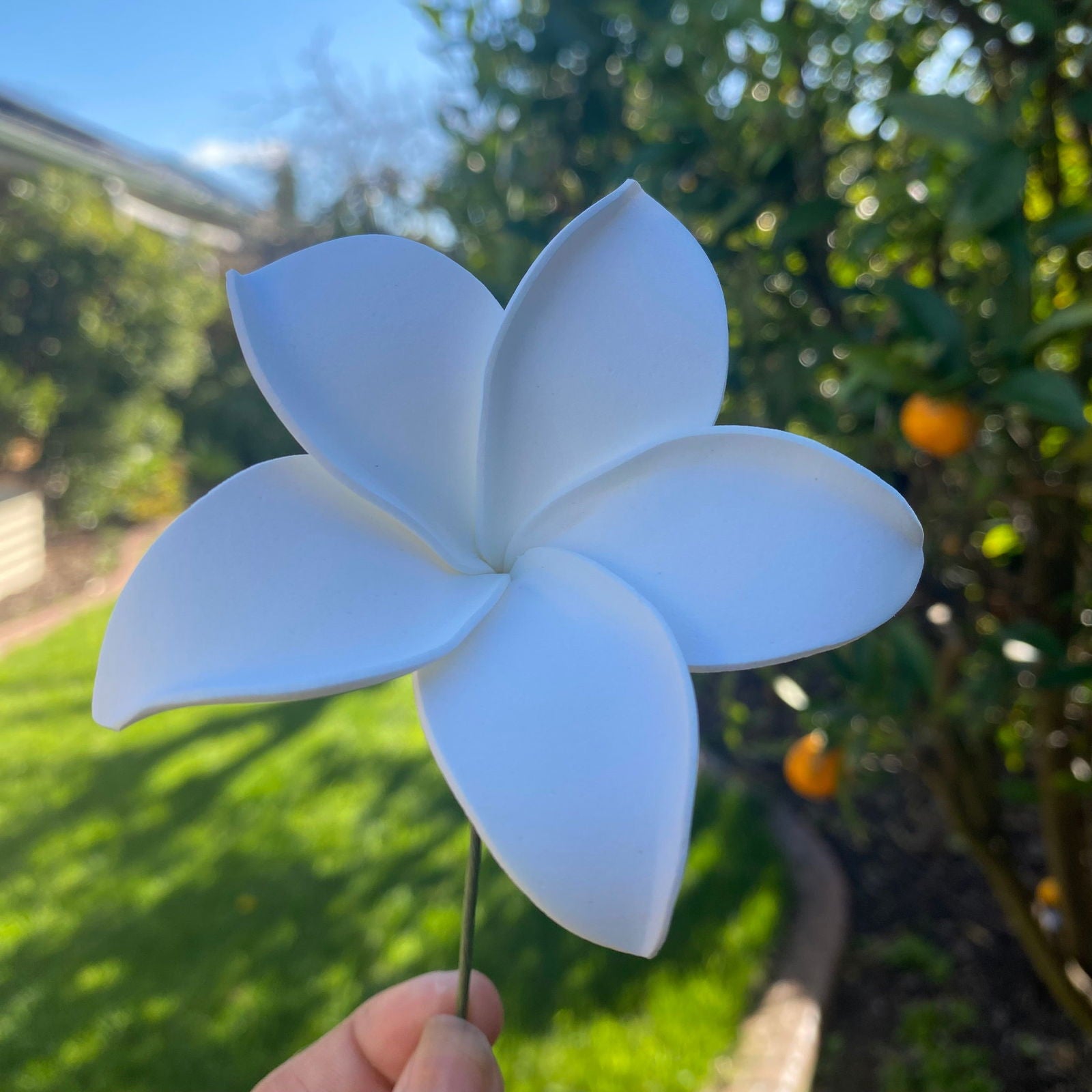 Ane Assorted Frangipani (10x) Sei Gift Box Tekiteki #product_variant# - Island Aesthetica