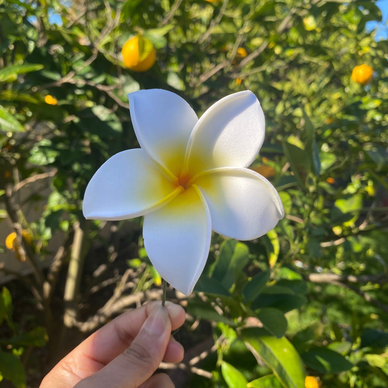 Ane Assorted Frangipani (10x) Sei Gift Box Tekiteki #product_variant# - Island Aesthetica