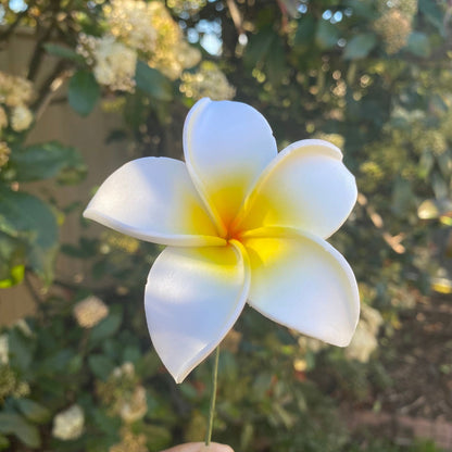 Ane Assorted Frangipani (10x) Sei Gift Box Tekiteki #product_variant# - Island Aesthetica