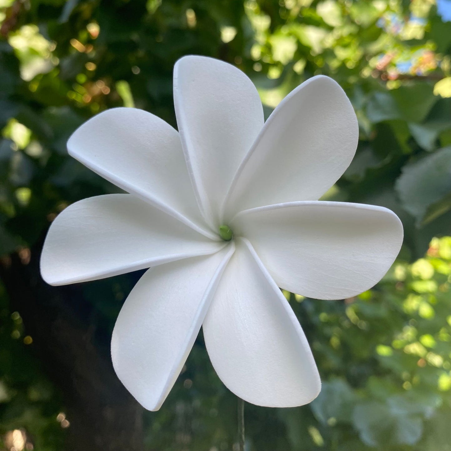 Ayla Tiare (20x) Sei Value Pack Hair Flowers Gift Box #product_variant# - Island Aesthetica