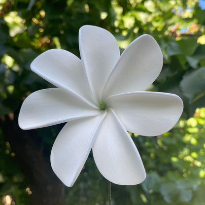 Ayla Tiare (20x) Sei Value Pack Hair Flowers Gift Box #product_variant# - Island Aesthetica