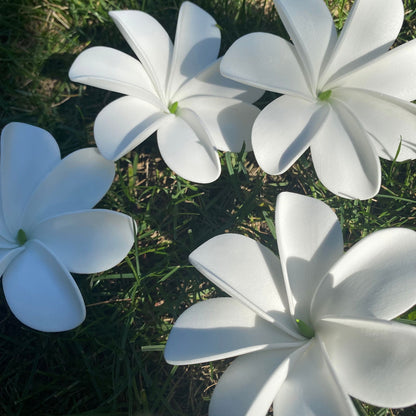 Ayla Tiare (20x) Sei Value Pack Hair Flowers Gift Box #product_variant# - Island Aesthetica