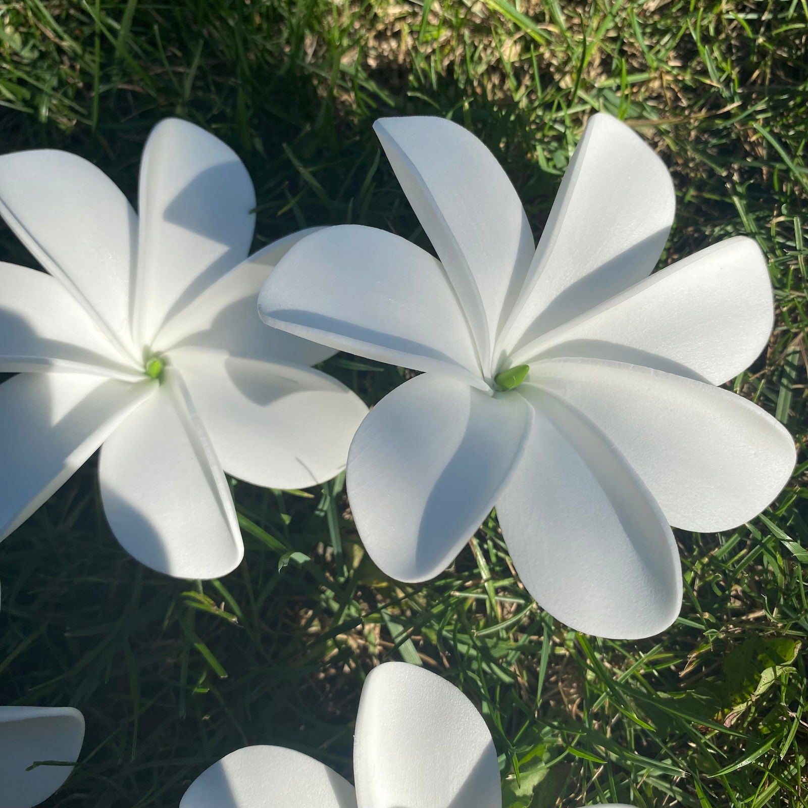 Ayla Tiare (20x) Sei Value Pack Hair Flowers Gift Box #product_variant# - Island Aesthetica