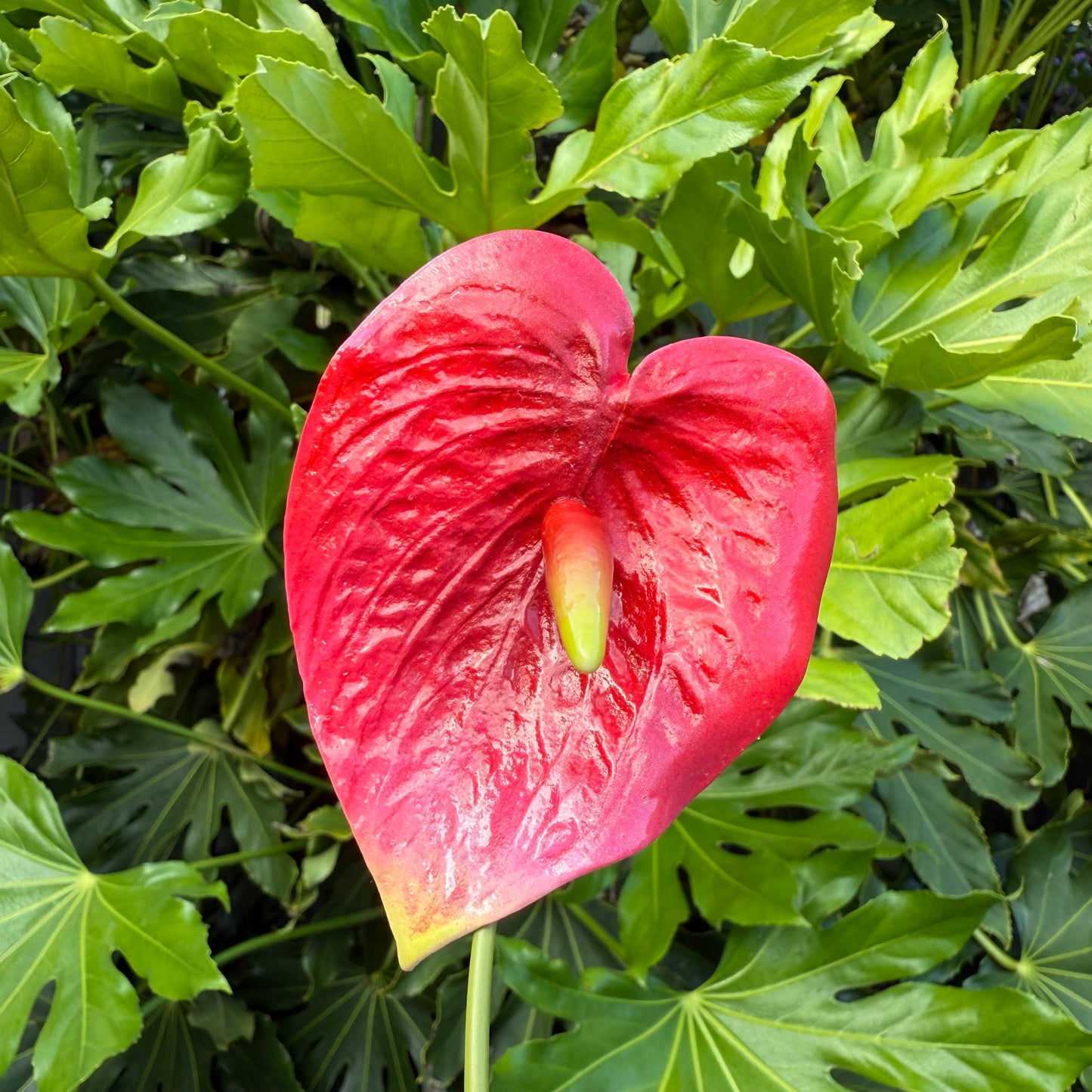 Anthurium Tropical Sei Hair Flowers Pua Pacific Islands Size M