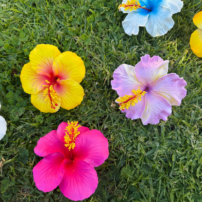 Solana Assorted XL Hibiscus Gift Box (10x)