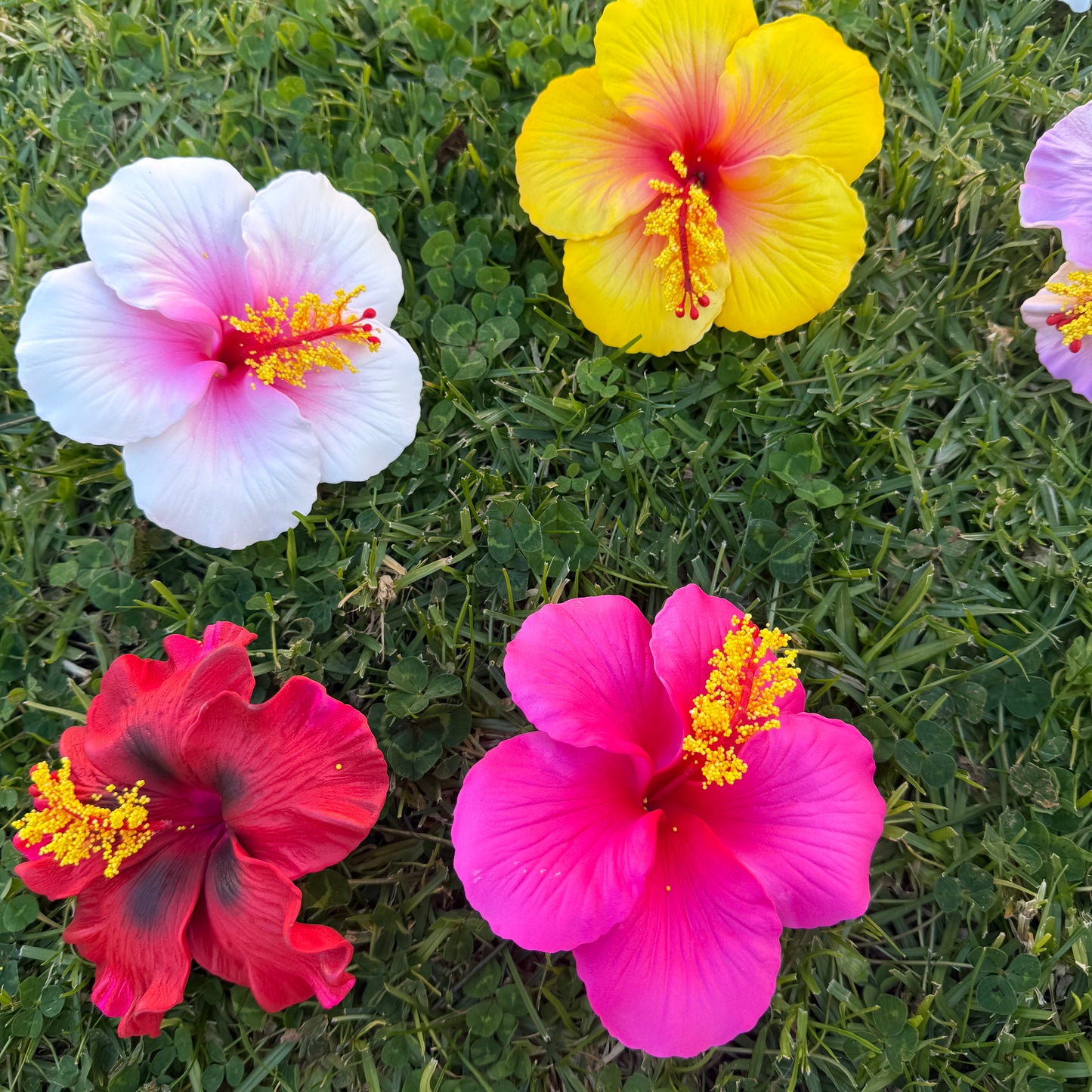 Solana Assorted XL Hibiscus Gift Box (10x)