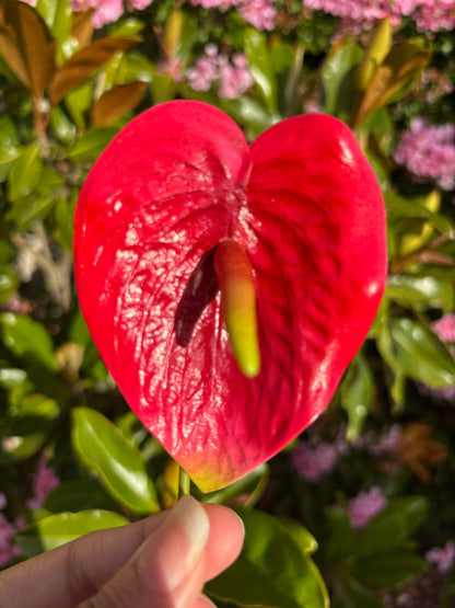 Anthurium Tropical Sei Hair Flowers Pua Pacific Islands Size M
