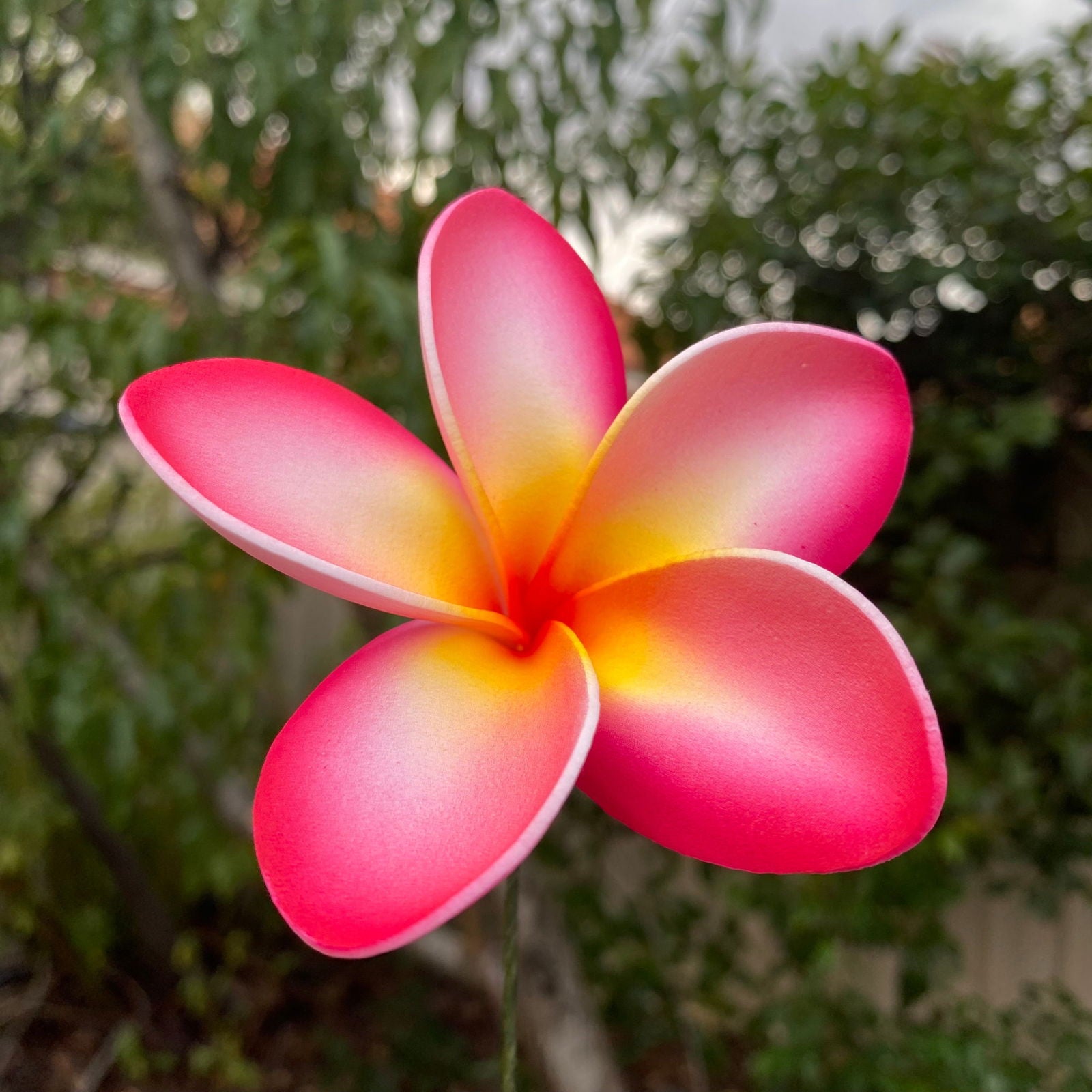 Cataleya Large Frangipani Sei Faux Hair Flowers Pacific Islander Womens Accessories 9cm Tekiteki - Island Aesthetica