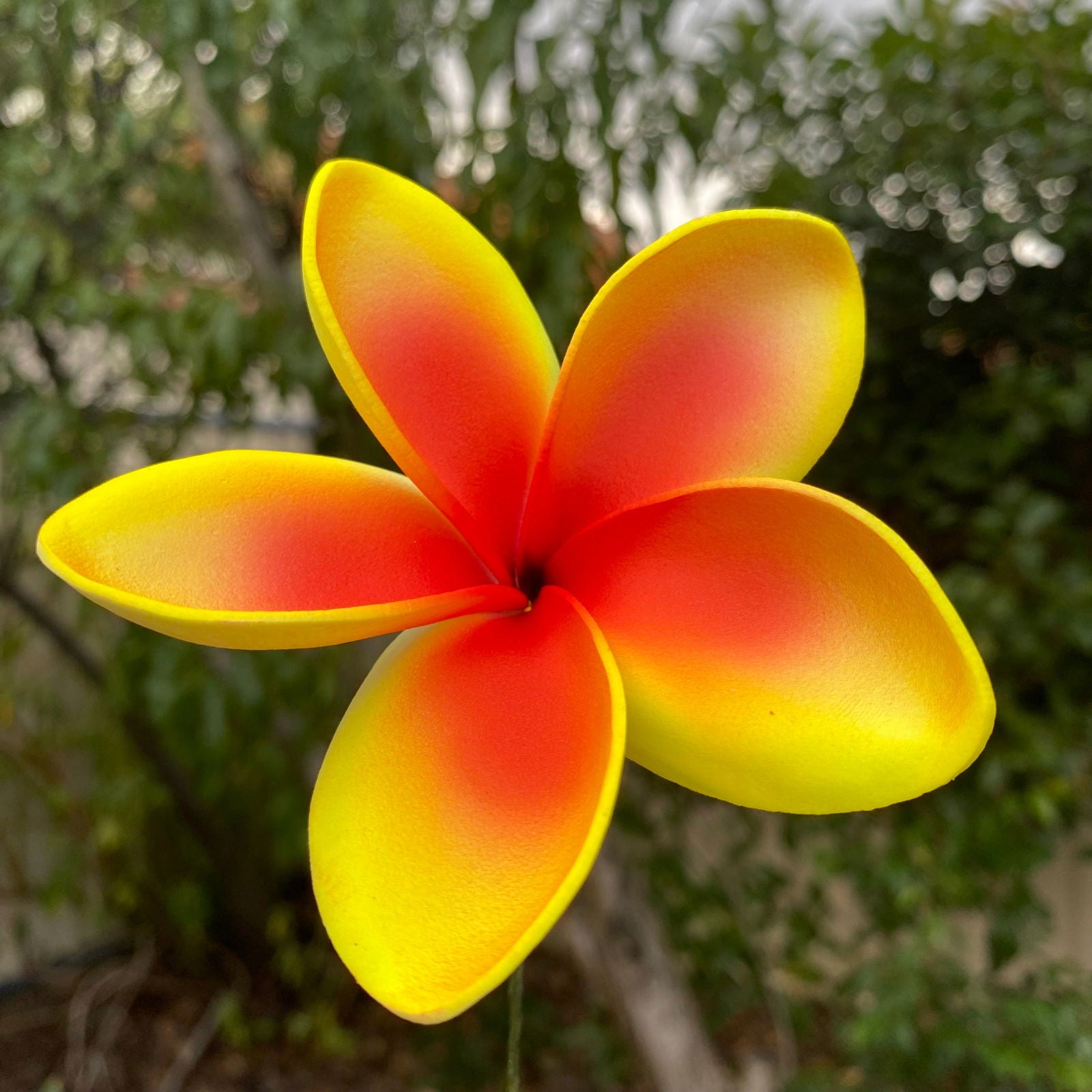 Cataleya Large Frangipani Sei Faux Hair Flowers Pacific Islander Womens Accessories 9cm Tekiteki - Island Aesthetica