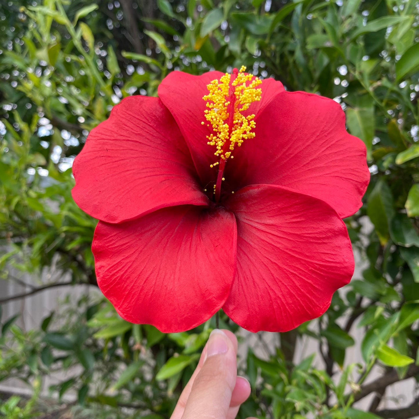 Hahana Classic XL Hibiscus Polynesian Sei Artificial Hair Flowers 12.5cm