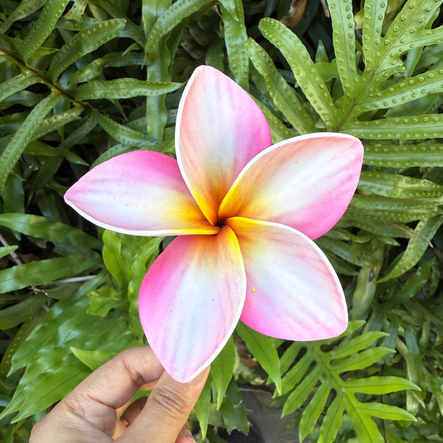 Atalina Frangipani Sei Flowers Size L Pacific Islands Polynesian Hair Flowers Pua