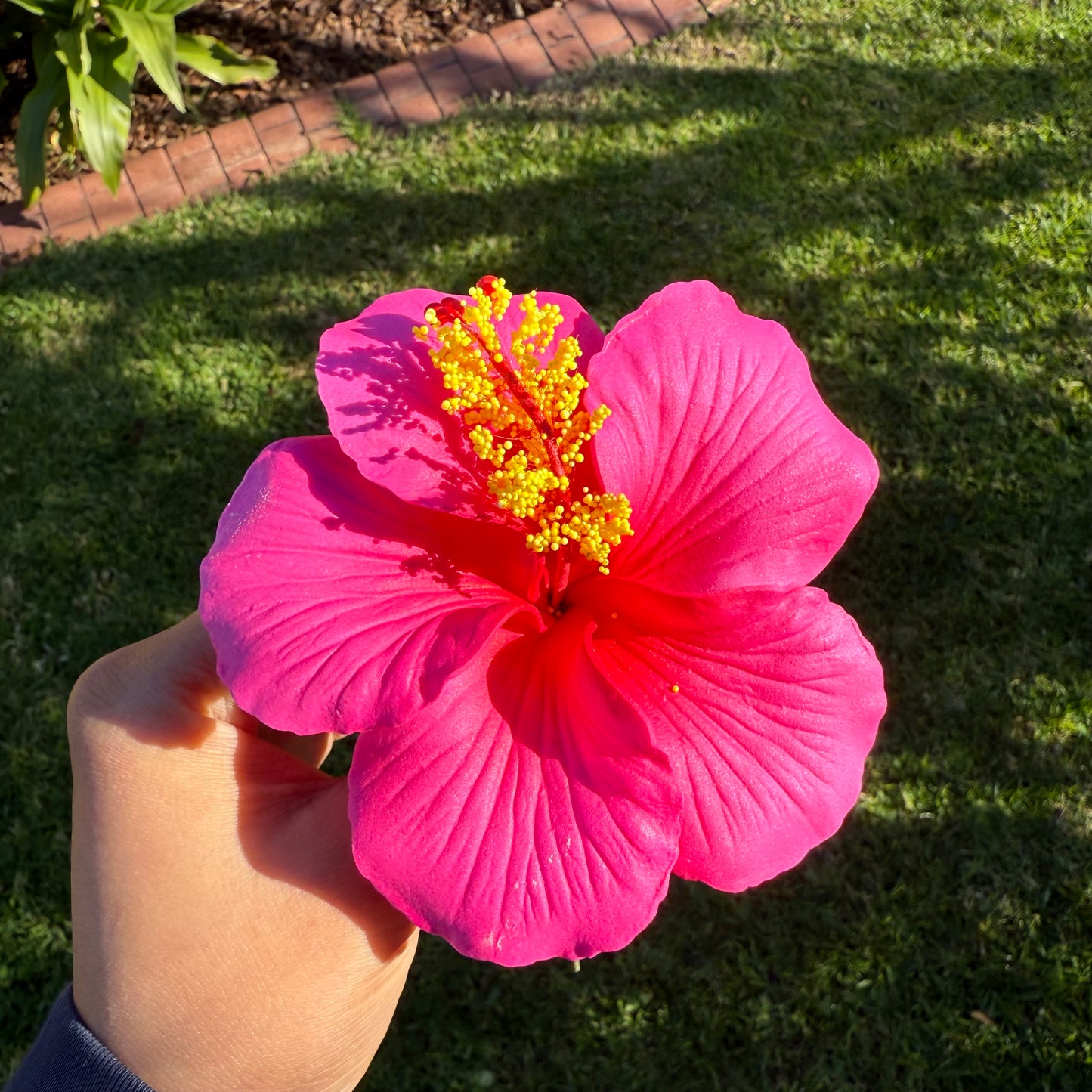 Kaia XL Gradient Hibiscus Flowers 11cm