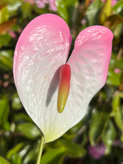 Anthurium Tropical Sei Hair Flowers Pua Pacific Islands Size M