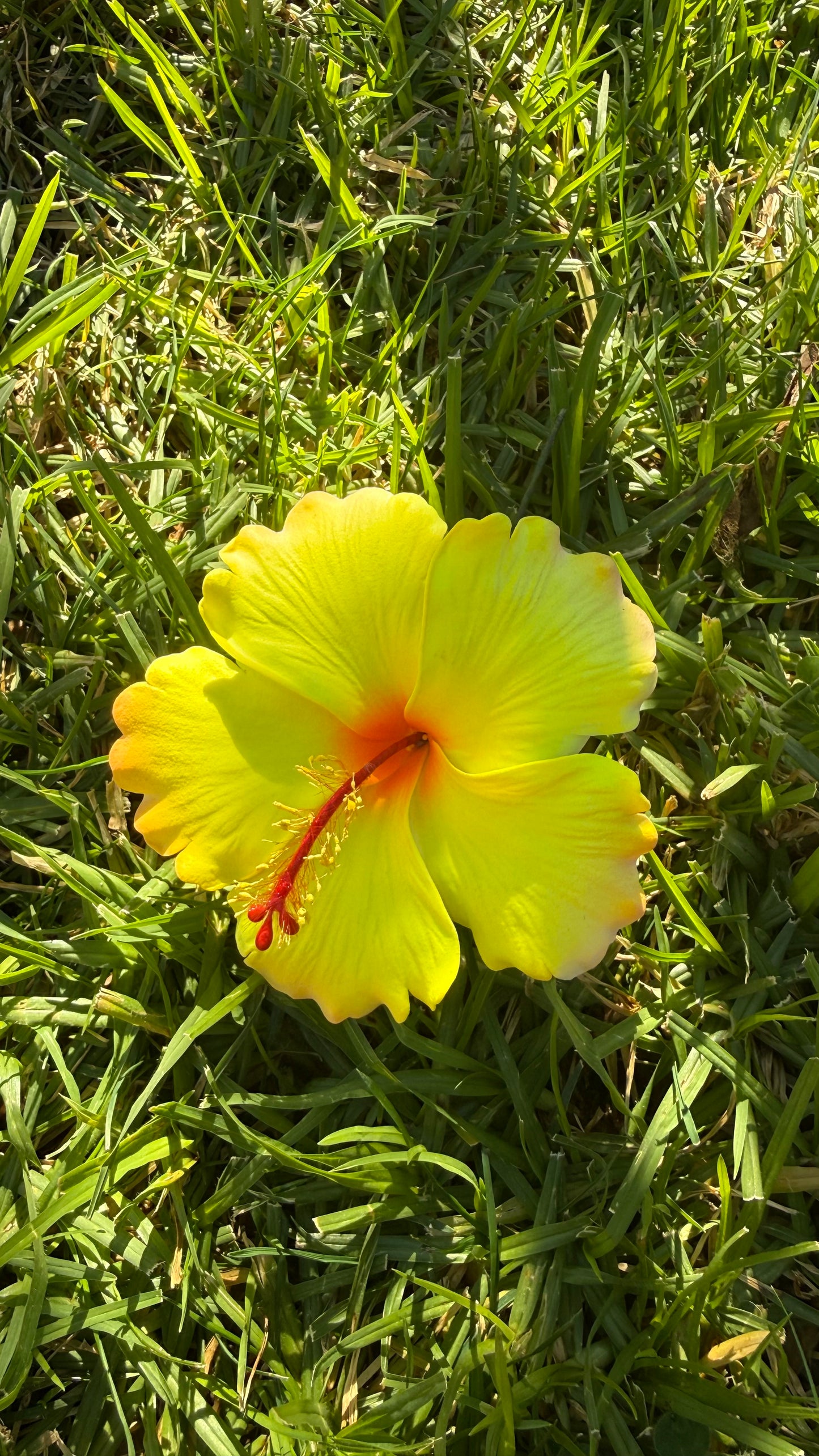 XL Gradient Hibiscus Polynesian Sei Hair Flowers 10cm