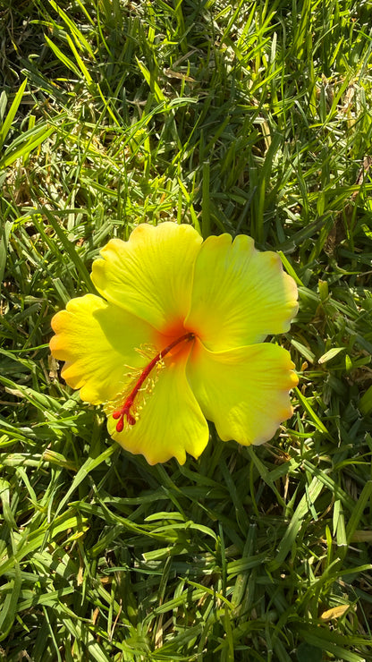 XL Gradient Hibiscus Polynesian Sei Hair Flowers 10cm