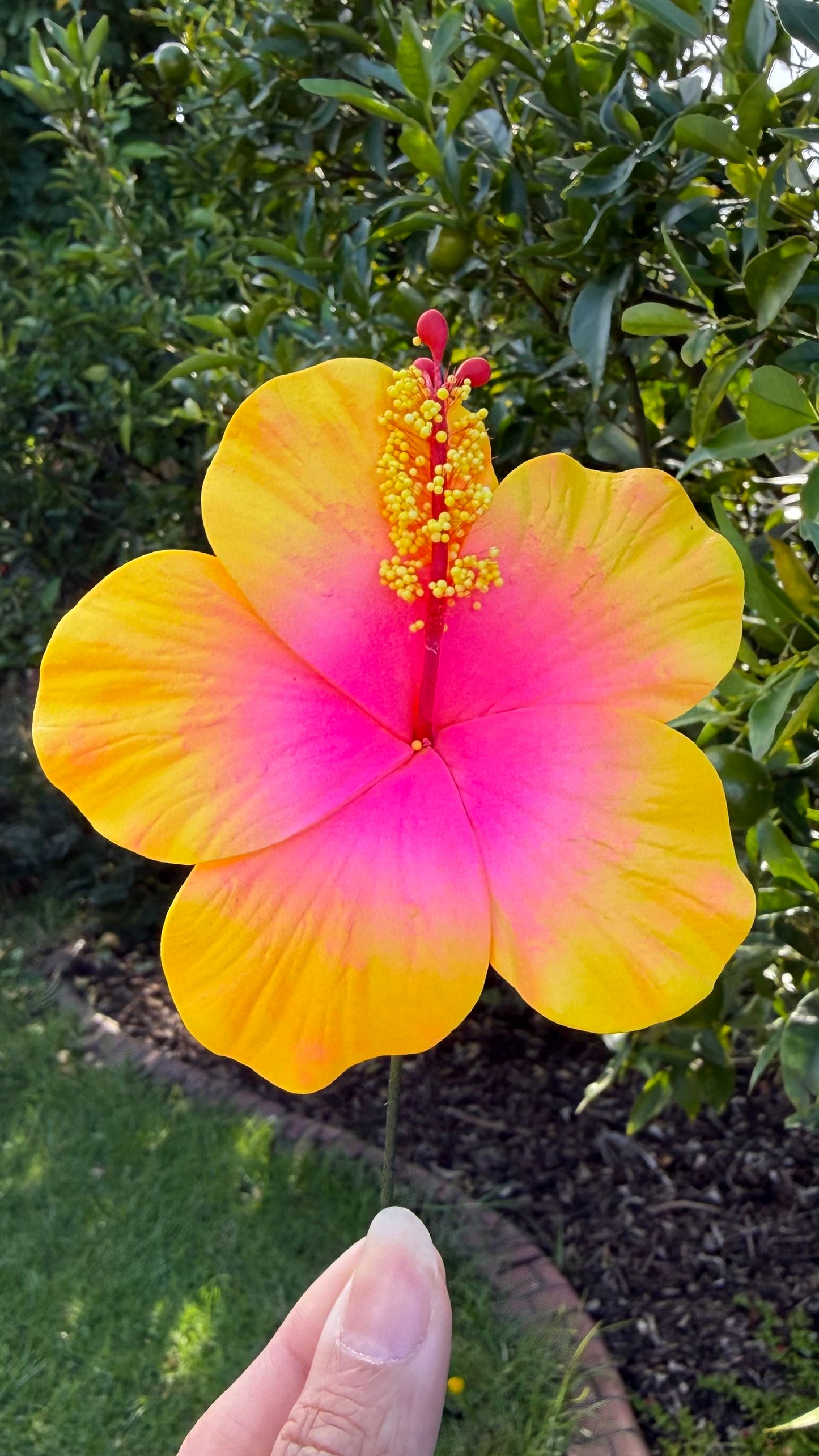 Leleana Mini Hibiscus Sei Flowers 8cm Aute Pacifika Pua