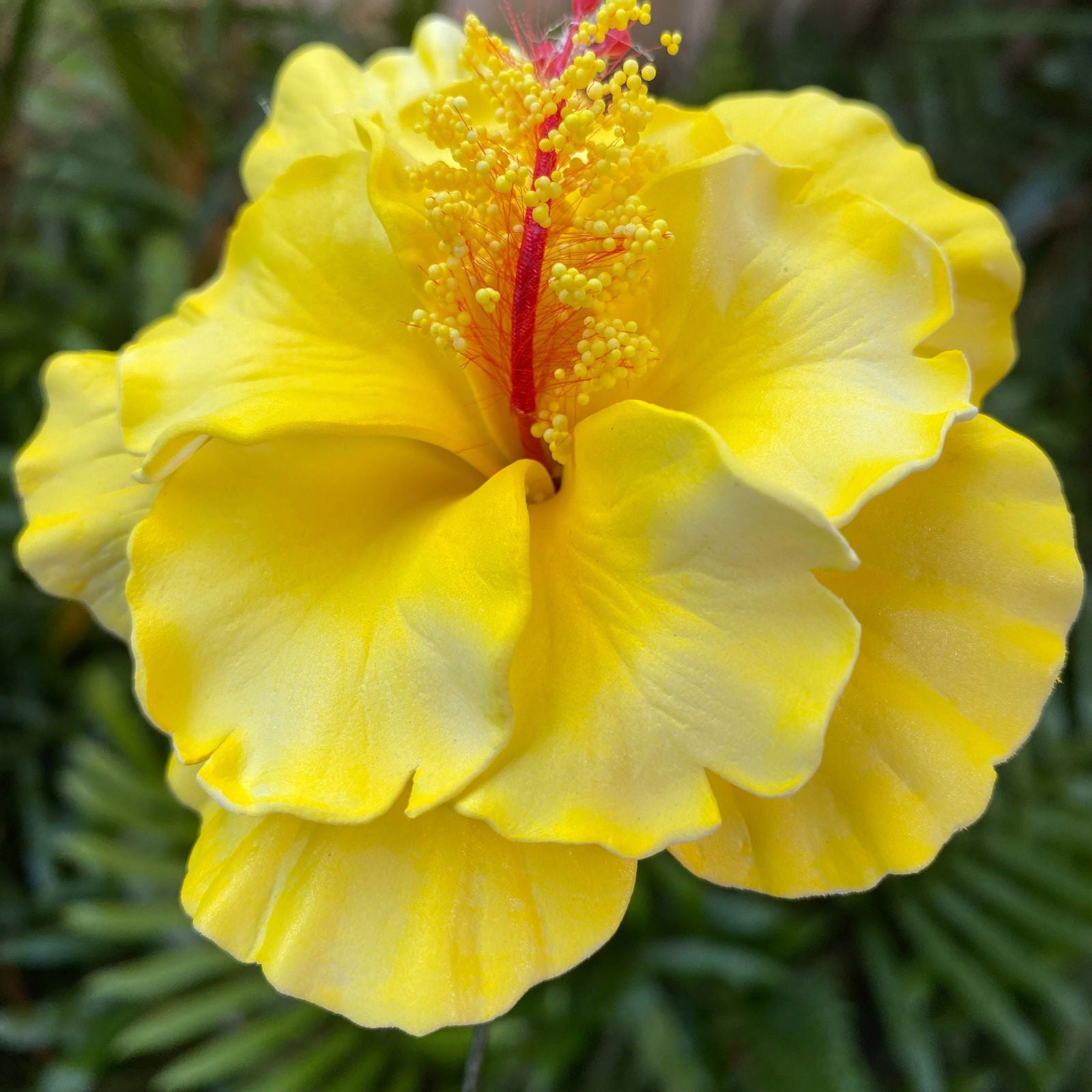 Double Hibiscus Sei Hair Flowers 8.5cm Aute Pasifika - Island Aesthetica