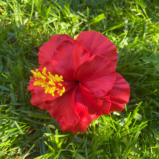 Double Hibiscus Sei Hair Flowers 8.5cm Aute Pasifika - Island Aesthetica