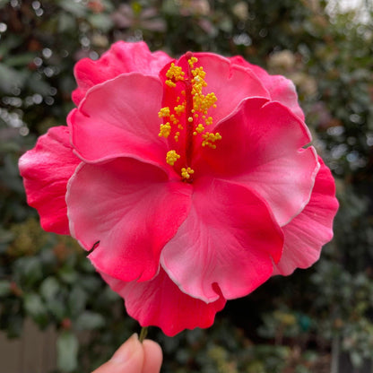 Double Hibiscus Sei Hair Flowers 8.5cm Aute Pasifika - Island Aesthetica