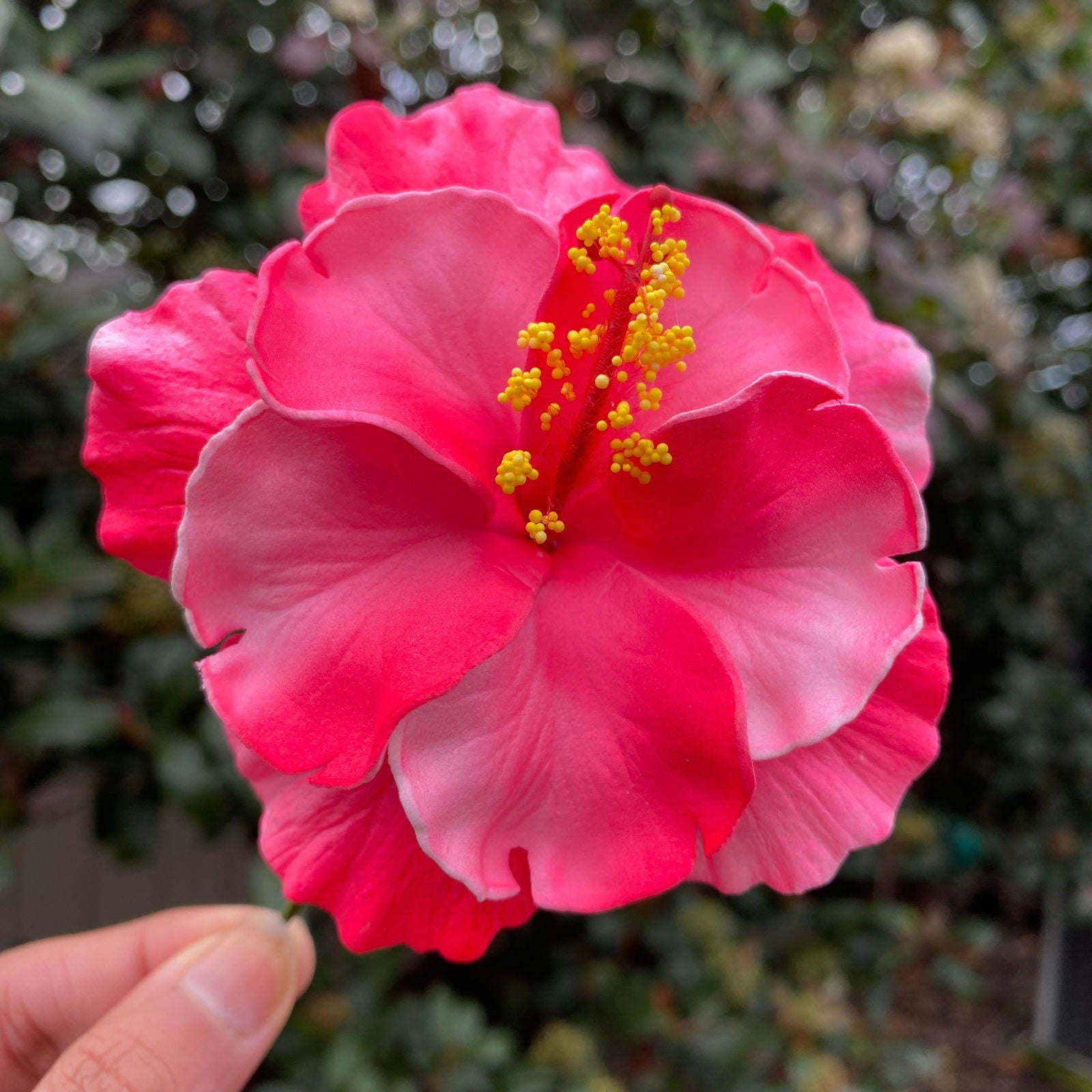 Double Hibiscus Sei Hair Flowers 8.5cm Aute Pasifika - Island Aesthetica