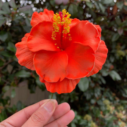 Double Hibiscus Sei Hair Flowers 8.5cm Aute Pasifika - Island Aesthetica