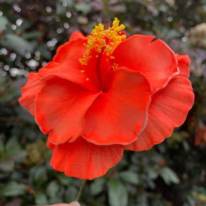 Double Hibiscus Sei Hair Flowers 8.5cm Aute Pasifika - Island Aesthetica