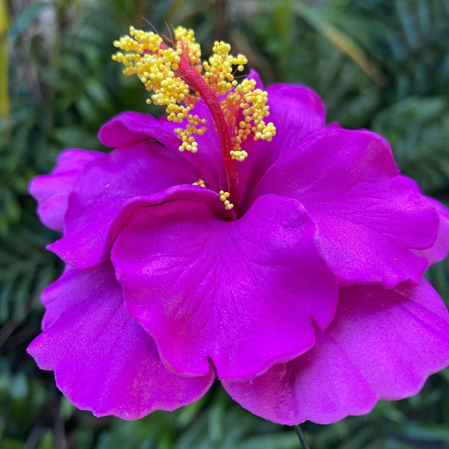 Double Hibiscus Sei Hair Flowers 8.5cm Aute Pasifika - Island Aesthetica