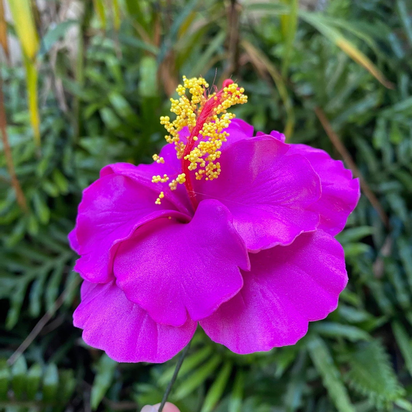 Double Hibiscus Sei Hair Flowers 8.5cm Aute Pasifika - Island Aesthetica