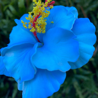 Double Hibiscus Sei Hair Flowers 8.5cm Aute Pasifika - Island Aesthetica